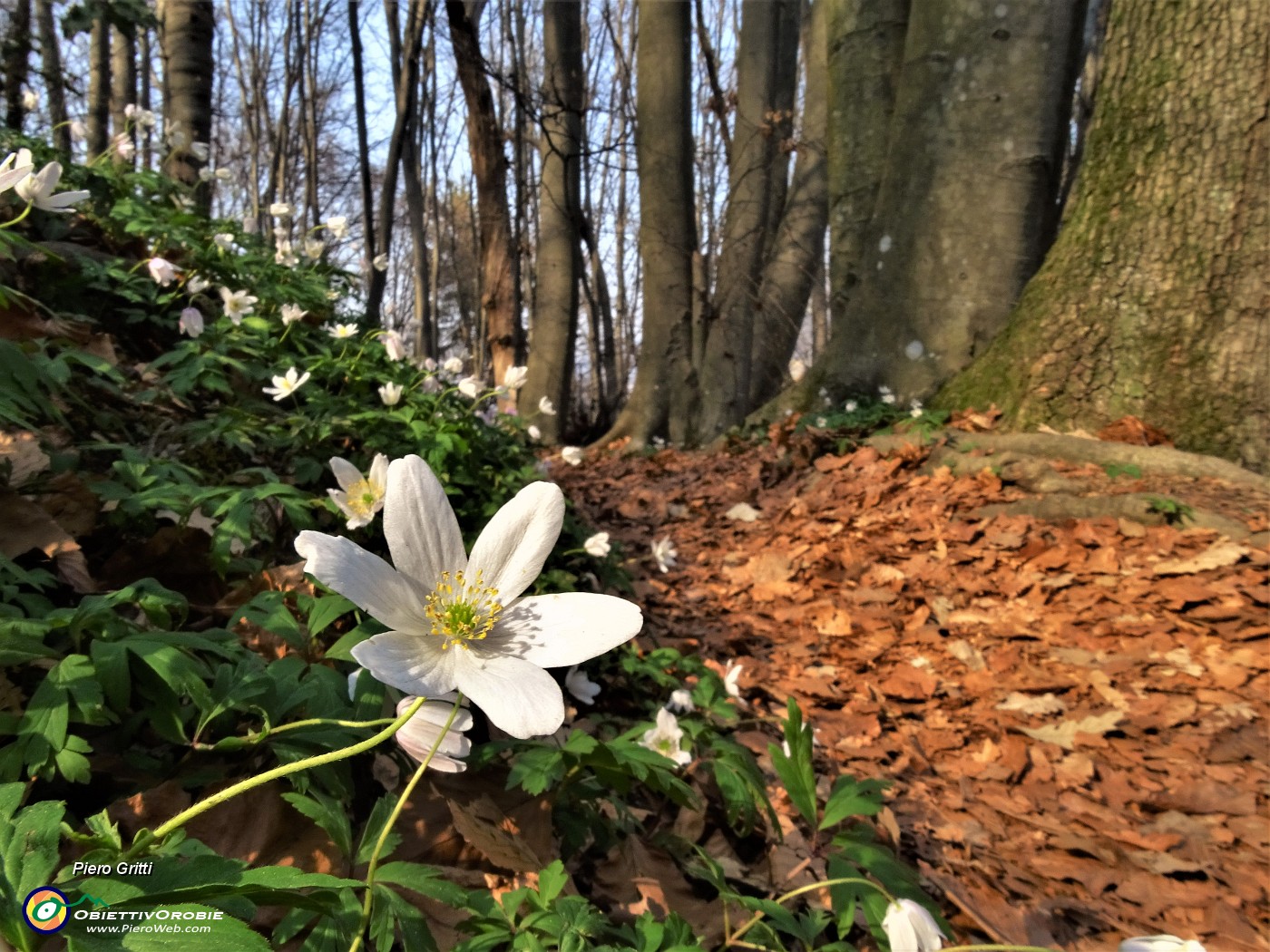 45 Distese di anemoni dei boschi (Anemonoides nemorosa).JPG